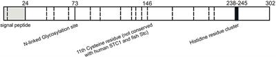 New Insights Into Physiological and Pathophysiological Functions of Stanniocalcin 2